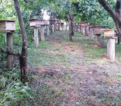 A propriedade da família Morschel conta com a meliponicultura com aproveitamento da vegetação nativa e polinização dos pomares, através da integração destas atividades