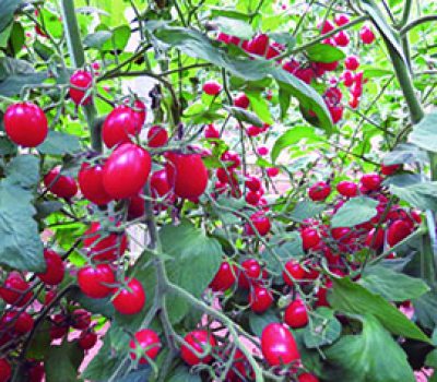 O BRS Zamir apresenta alta concentração de licopeno e o BRS Imigrante é resistente a raça 3 do fungo Fusarium.