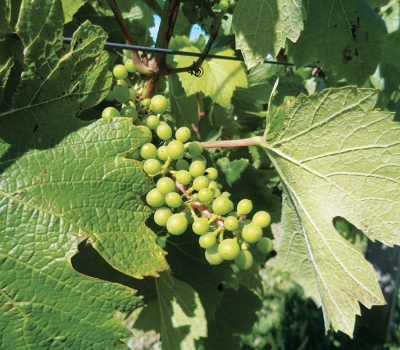 Bagas de Chardonnay em formação na Vinícolas Luiz Argenta, em Flores da Cunha.