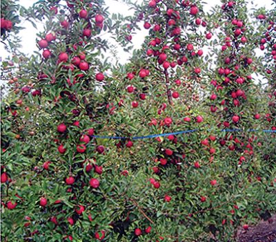 Figura 1. Macieiras conduzidas no sistema ‘Tall Spindle’.