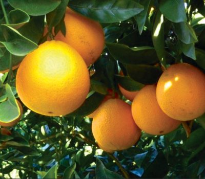Desde dezembro, foram plantadas 650 mudas de laranjeira com alterações genéticas. (Foto: Divulgação/Fundecitrus)