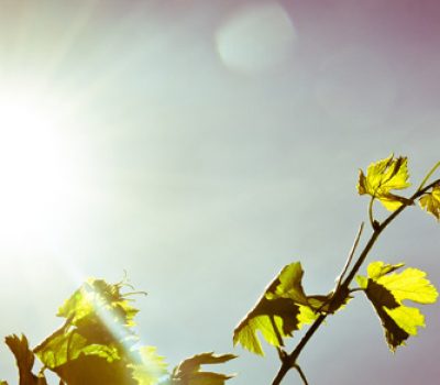 temperatura_