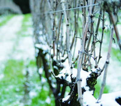 Inverno registra geadas forte e neve.