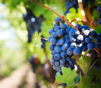 viticultura